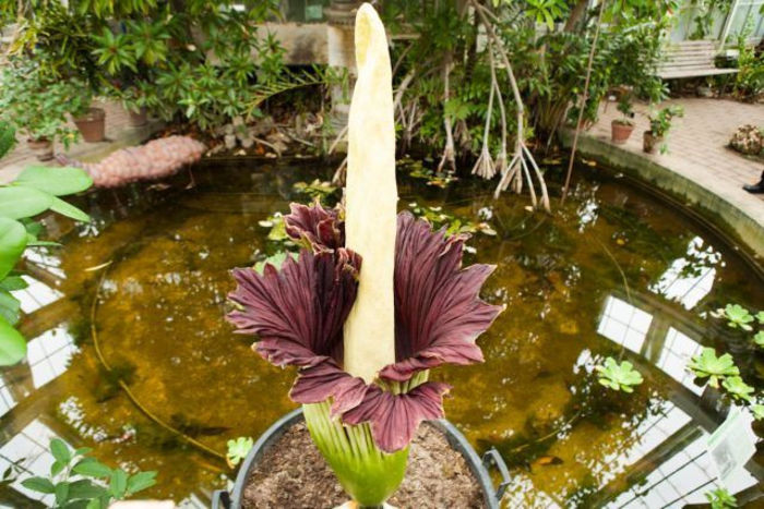 Floarea Cadavru (Amorphophallus titanum) - TOPUL CELOR MAI RARE PLANTE DIN LUME