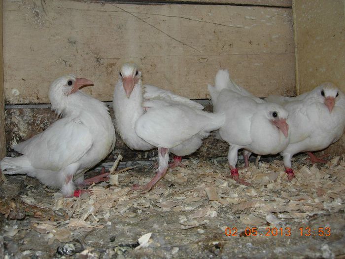 voiajori vanduti - floringiusca