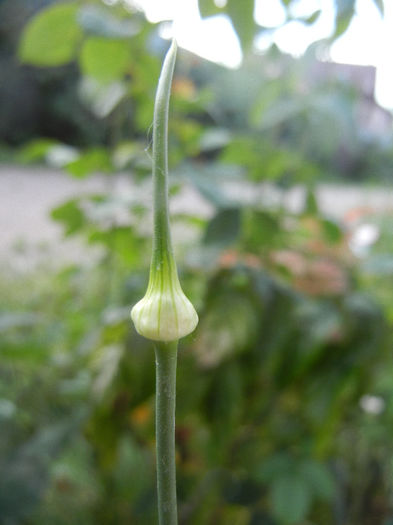 Allium Hair (2013, May 18) - Allium vineale Hair