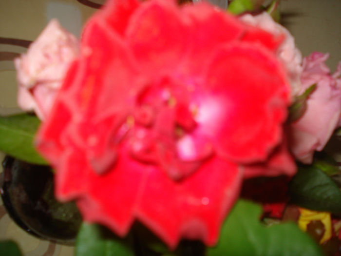 DSC02994 - Trandafiri de primavara DQ2