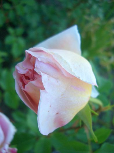 Abraham Darby • AUScot • Candy Rain • Country Darby tree - Shrub. English Rose Collection - trandafiri 2013 - part I
