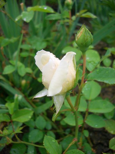 Sombreuil• Colonial White-Climber- Bred by Unknown (circa 1880) - trandafiri 2013 - part I