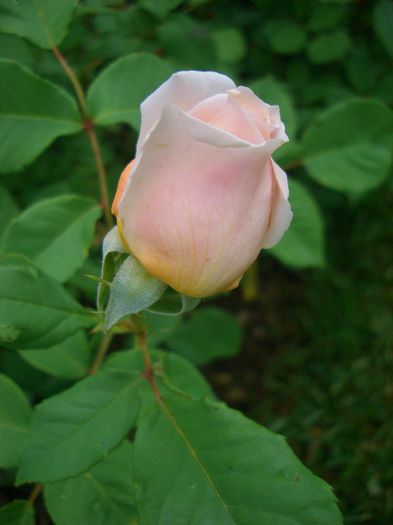 Crown Princess Margareta • AUSwinter (Shrub. English Rose Collection)