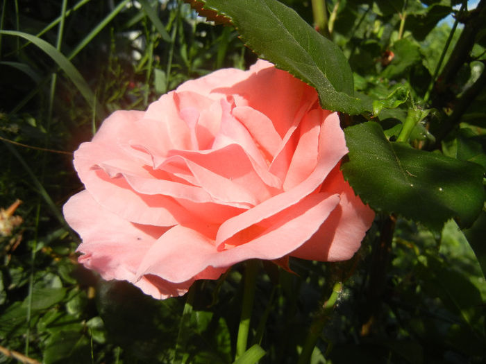 Royal Highness rose, 18may2013 - Rose Royal Highness