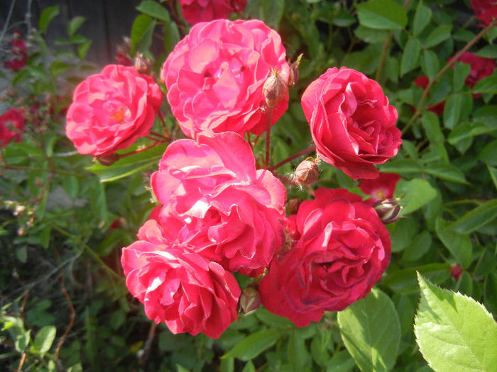 Rose Leipzig (2013, May 18)