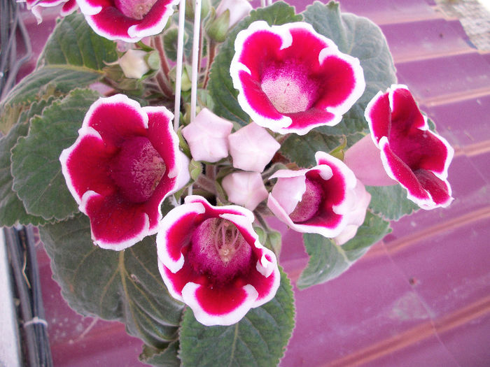 100_3636 - gloxinia 2013