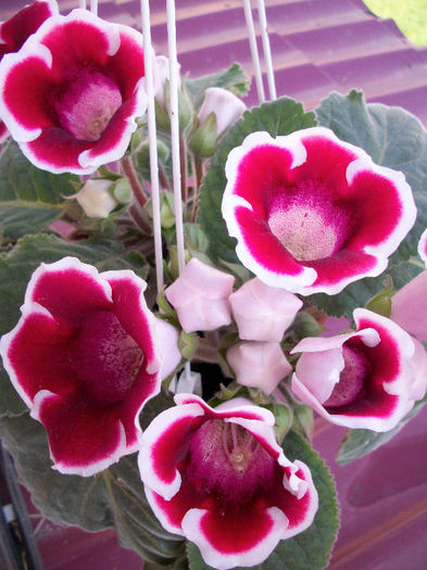 100_3638 - gloxinia 2013