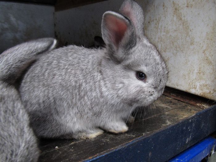 Pui Hibrid; Puii provin din Femela Neozeelandez si Mascul Chinchila Mare
