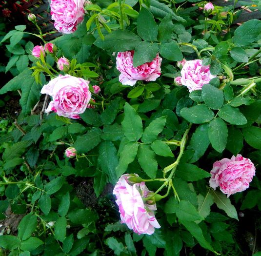 Variegata di Bologna