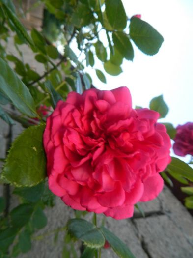 Mdme Isaac de Pereire - Roze