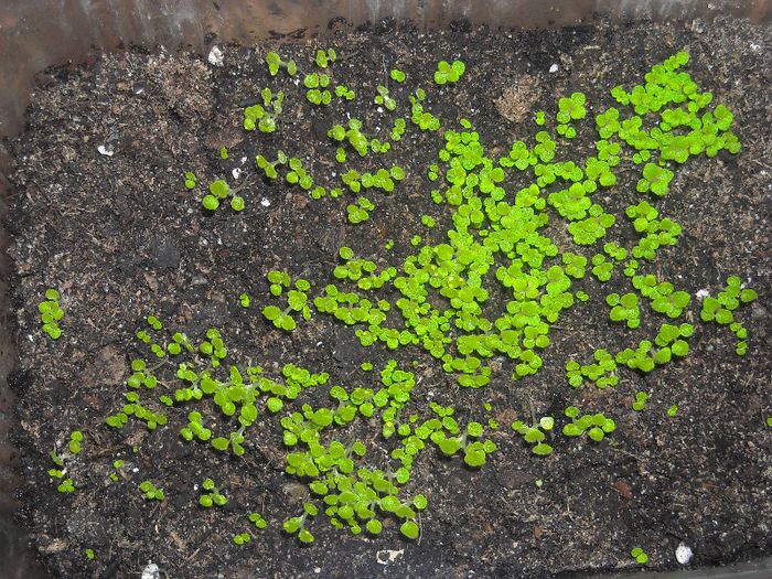 Sininngii din seminte - Multumesc M !!!!