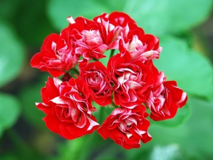 trandafir rosu - Mscate disponibile 2013