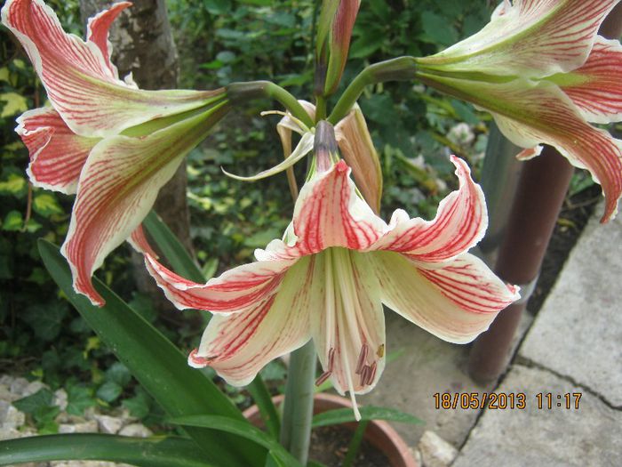 IMG_0013 - FLORILE  ANULUI  2013