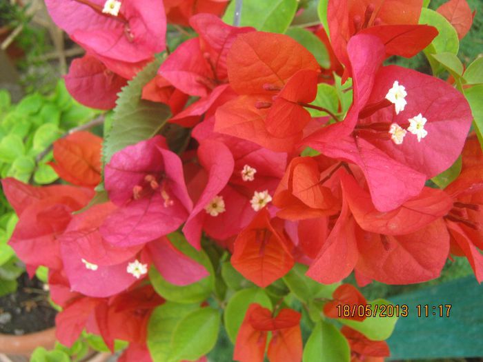 IMG_0014 - FLORILE  ANULUI  2013