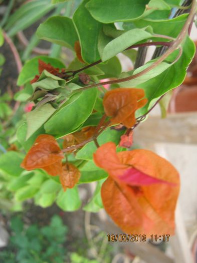 IMG_0016 - FLORILE  ANULUI  2013