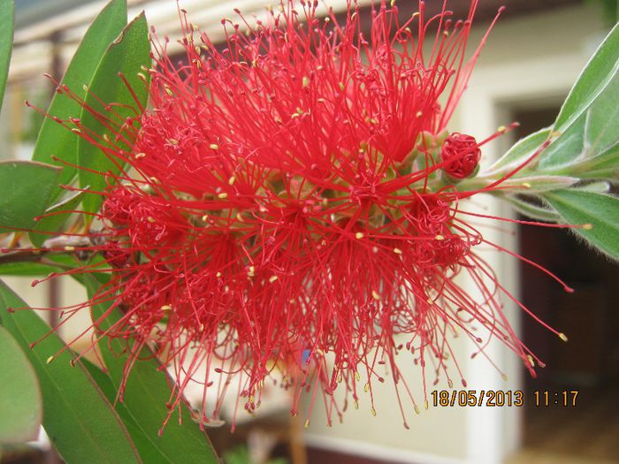 IMG_0017 - FLORILE  ANULUI  2013