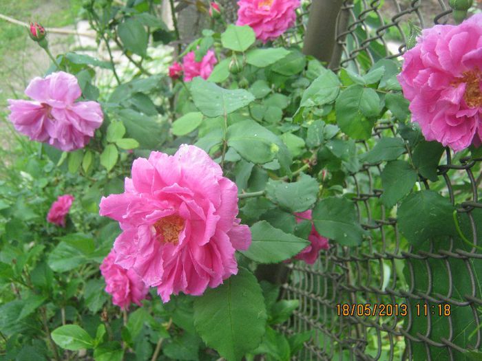 IMG_0019 - FLORILE  ANULUI  2013