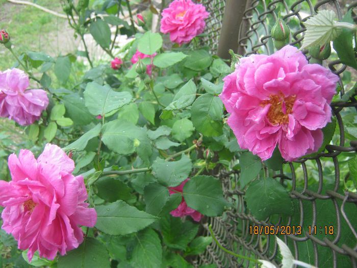 IMG_0020 - FLORILE  ANULUI  2013