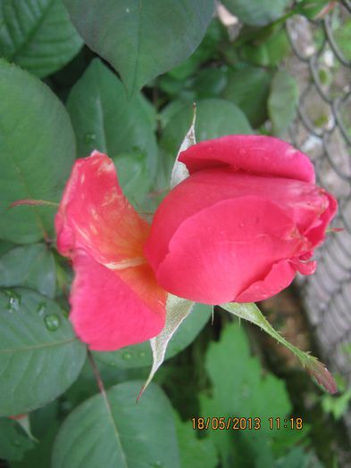 IMG_0021 - FLORILE  ANULUI  2013