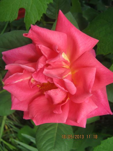 IMG_0022 - FLORILE  ANULUI  2013