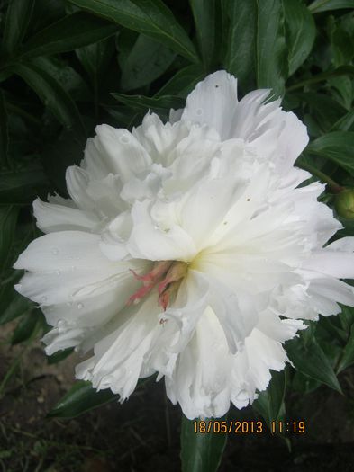 IMG_0023 - FLORILE  ANULUI  2013