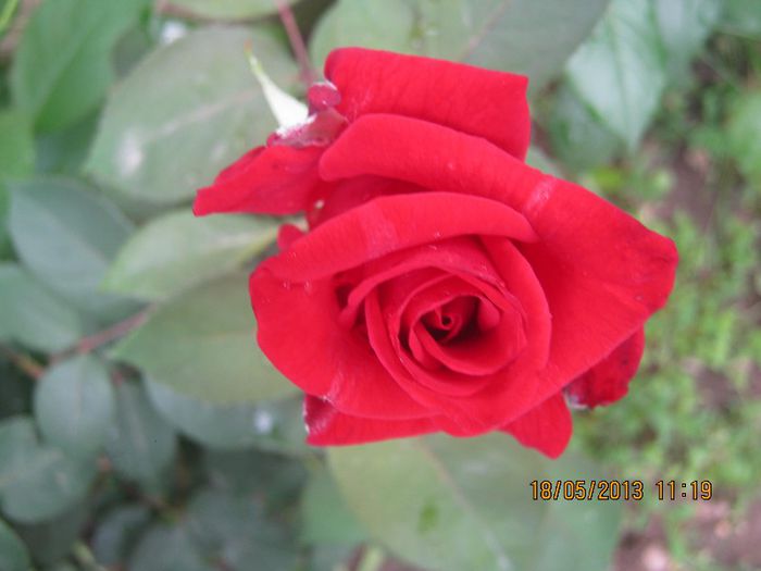 IMG_0025 - FLORILE  ANULUI  2013