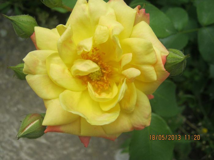 IMG_0027 - FLORILE  ANULUI  2013