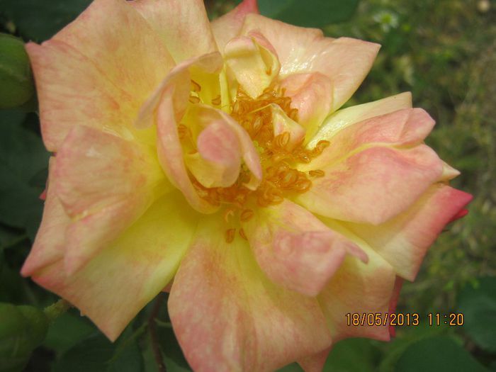 IMG_0028 - FLORILE  ANULUI  2013