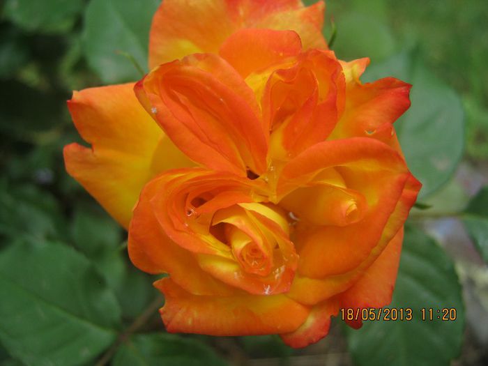 IMG_0029 - FLORILE  ANULUI  2013