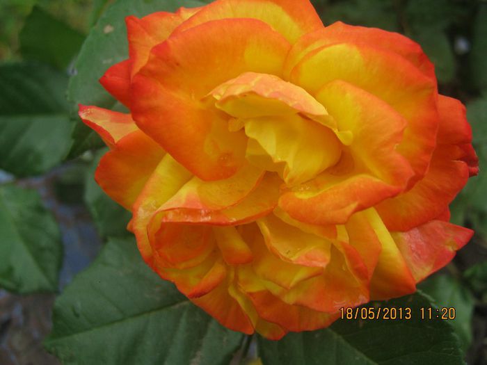 IMG_0030 - FLORILE  ANULUI  2013