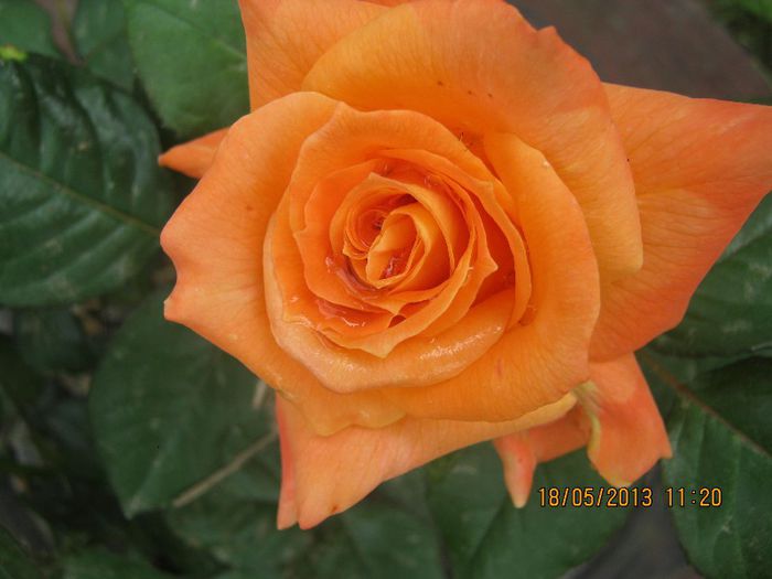 IMG_0032 - FLORILE  ANULUI  2013