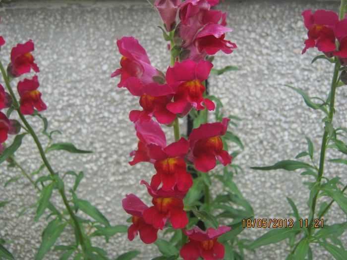 IMG_0033 - FLORILE  ANULUI  2013