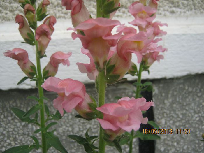 IMG_0034 - FLORILE  ANULUI  2013