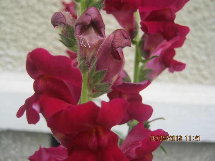IMG_0035 - FLORILE  ANULUI  2013