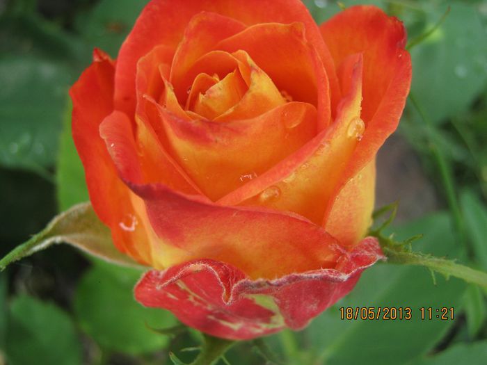 IMG_0036 - FLORILE  ANULUI  2013