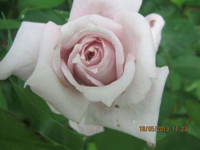 IMG_0039 - FLORILE  ANULUI  2013