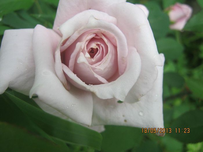 IMG_0040 - FLORILE  ANULUI  2013