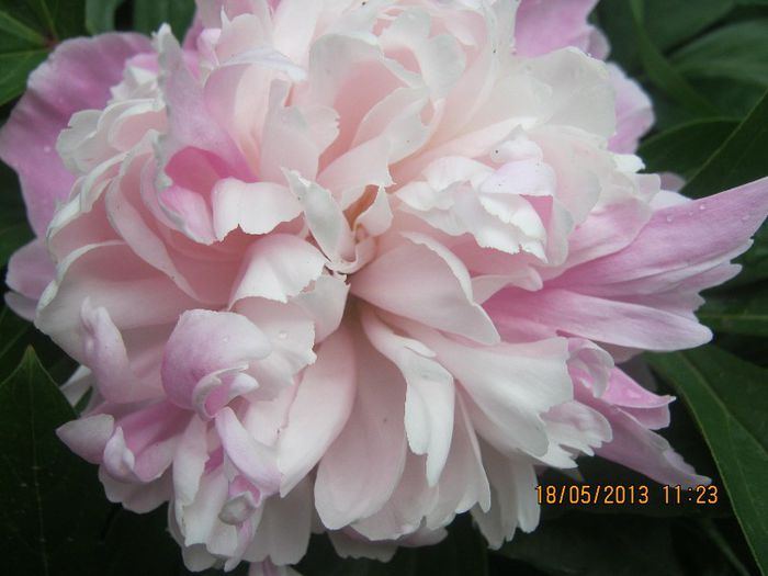 IMG_0041 - FLORILE  ANULUI  2013