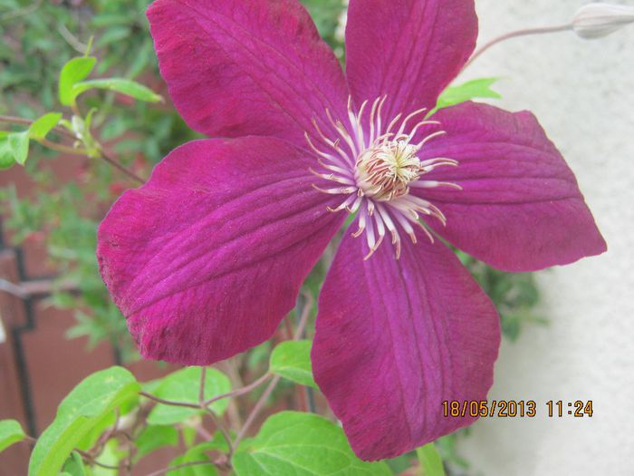 IMG_0042 - FLORILE  ANULUI  2013