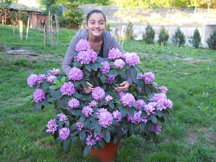 DSCN4717 - rhododendron 2013