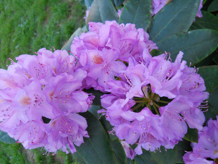 DSCN4719 - rhododendron 2013