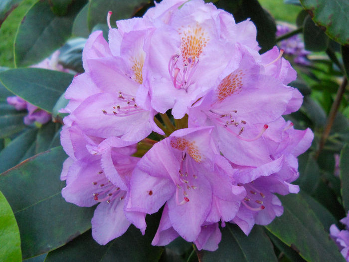 DSCN4721 - rhododendron 2013