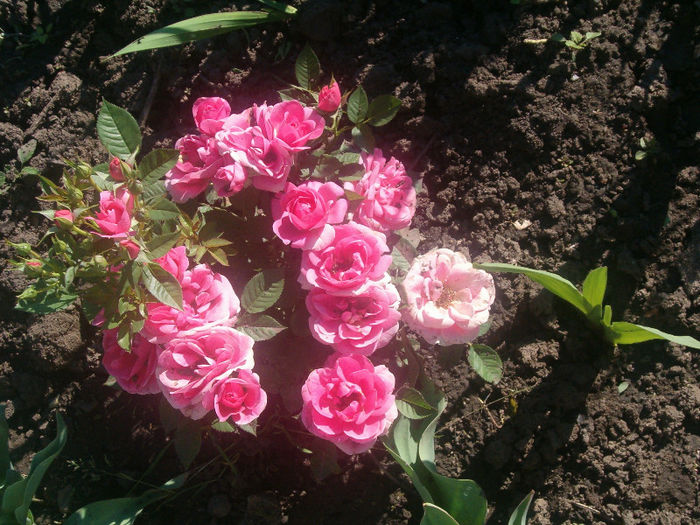 HPIM6711 - trandafiri