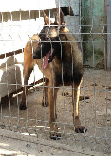 Iaro Alfa-Eva - Ciobanesc Belgian Malinois