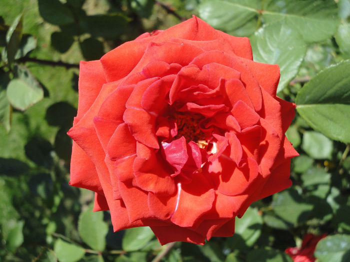 Holstein Perle - Trandafiri 2013 -II