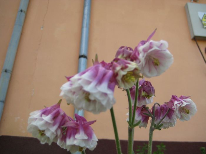 IMG_5770 - flori de gradina