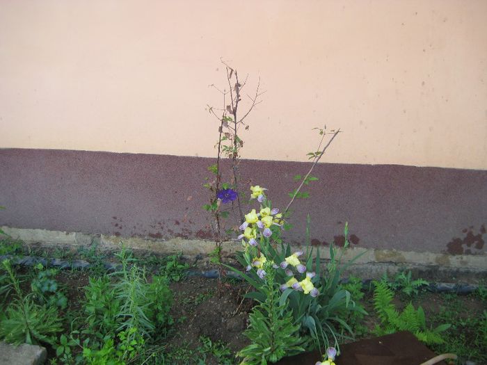 IMG_5775 - flori de gradina