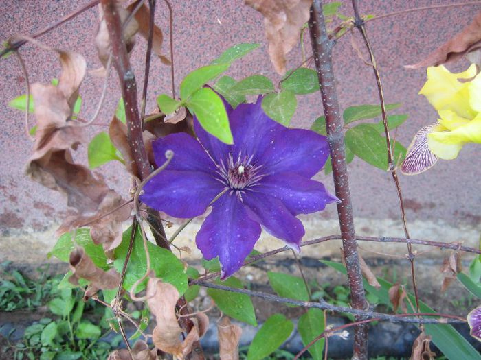 IMG_5778 - flori de gradina