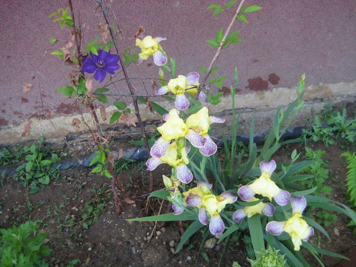 IMG_5779 - flori de gradina