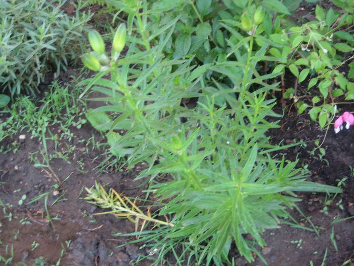 IMG_5783 - flori de gradina